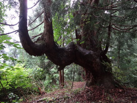 龍神の滝周囲の此の巨木に「龍神の御神木」と命名されました。