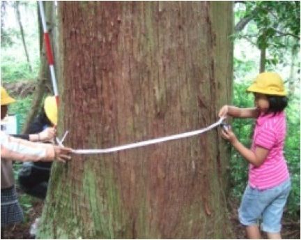 樹木の測定