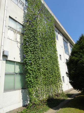 校舎壁面の緑のカーテン
