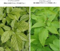 弥陀ヶ原