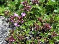 ヒメヒャクリコウ花　2012年7月23日　弥陀ヶ原バス停近く