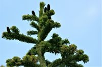 オオシラビソ球果　2016年6月5日　弥陀ヶ原