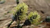 ワタスゲの花　2018年6月24日　弥陀ヶ原　薬師太郎