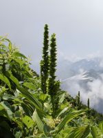 バイケイソウ　8月2日　室堂山　薬師太郎