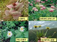 主な外来植物