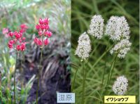 イワショウブ
