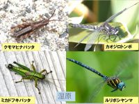 弥陀ヶ原の昆虫（１）