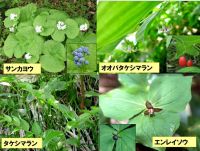 カルデラコースの花（３）