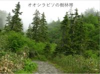 オオシラビソ樹林帯