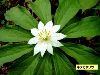 キヌガサソウ　アップ