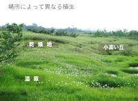 弥陀ヶ原の植生
