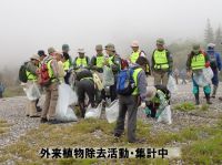 外来植物除去作業