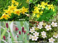 湿原コースの花（２）