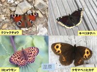 弥陀ヶ原の昆虫（２）