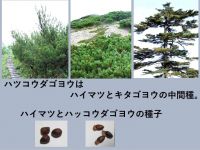 マツ類