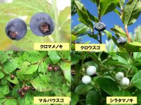 ベリー類