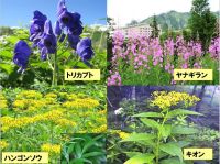 立山荘前の植物