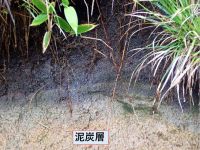 泥炭層