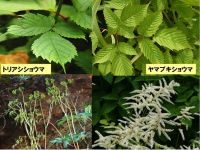 トリアシショウマとヤマブキショウマ