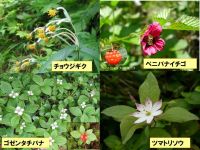 カルデラコースの花（２）