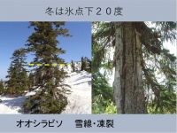 オオシラビソ　雪線と凍裂