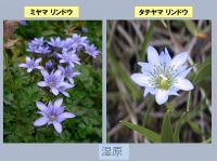 リンドウ2種