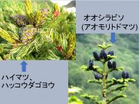球果