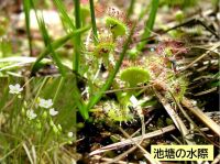 モウセンゴケ