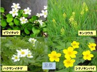 湿原コースの花（１）