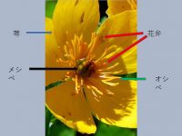 シナノキンバイ　花アップ