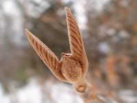 オオカメノキ冬芽
