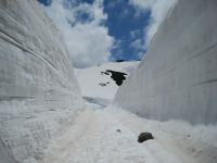 2020年春、新型コロナの影響で、無人になった雪の大谷